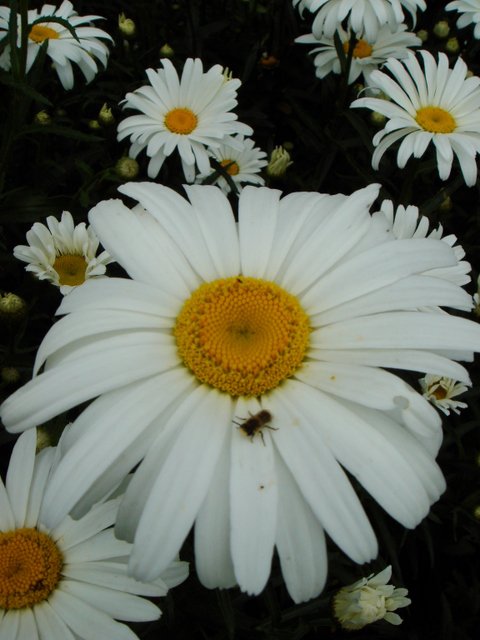 Leucanthemum x superbum 'Stern von Antwerpen' fleur